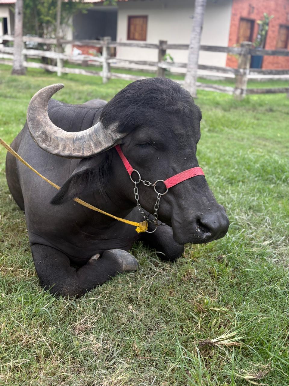 Interação com animais da fazenda