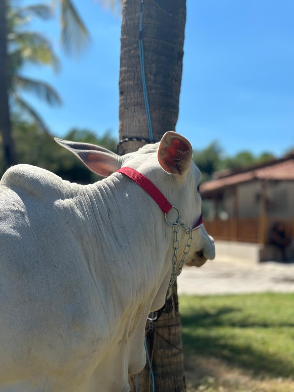 Animais da fazenda de perto