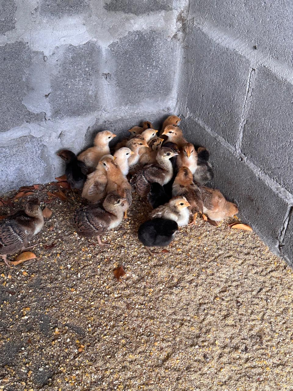 Cuidados com os animais da fazenda